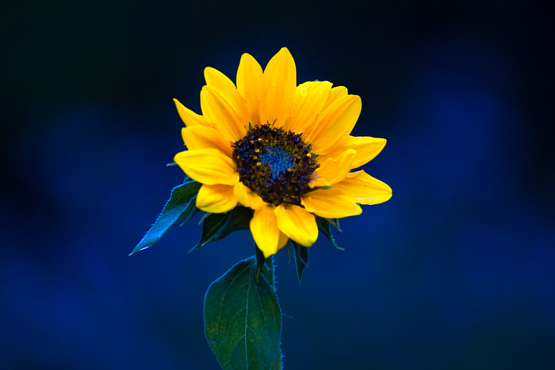 Sunflower on a striking blue background.